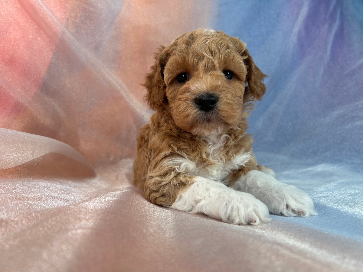 Male Schnoodle Puppy for Sale DOB 1-30-2023 $1200